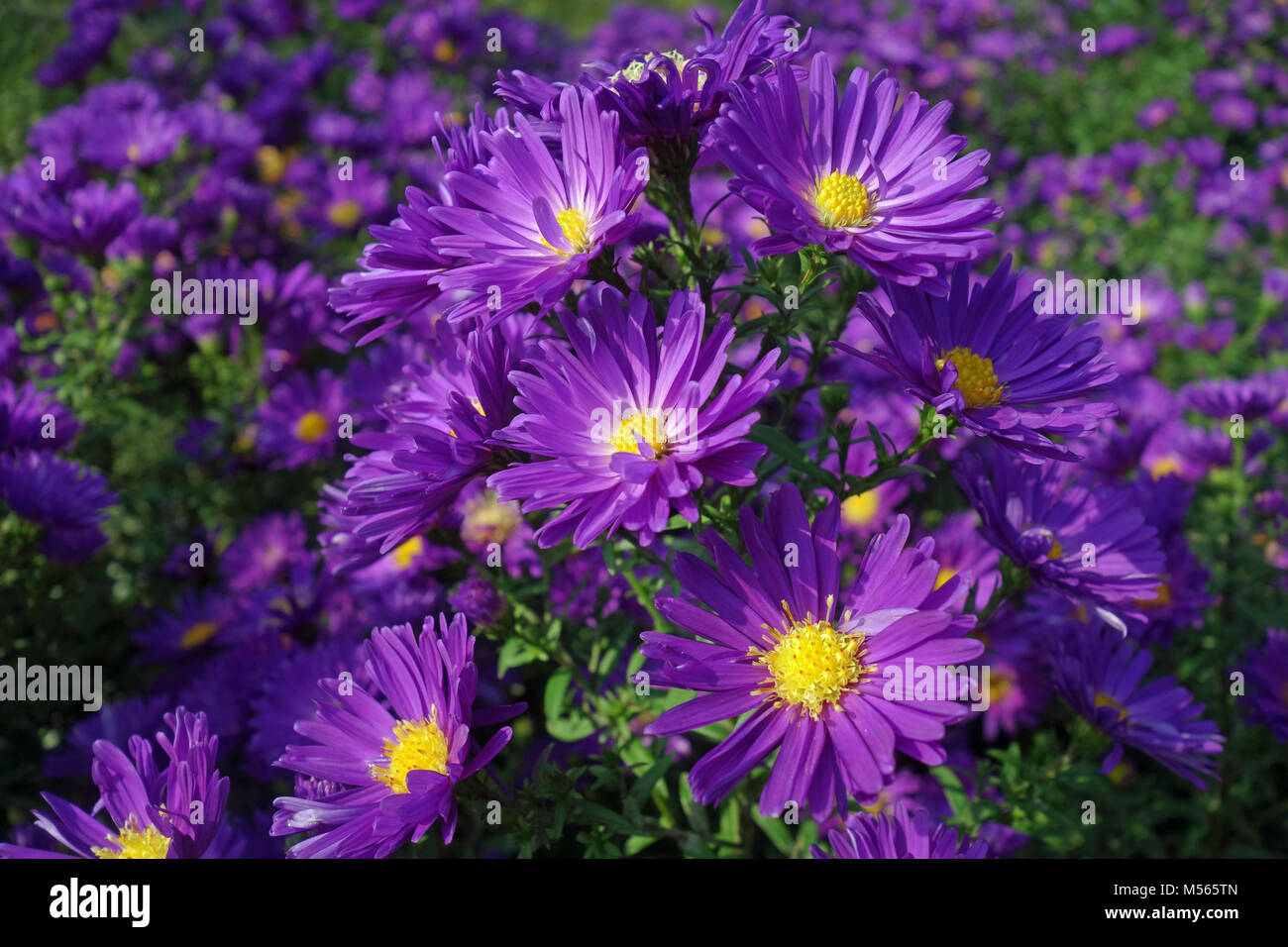 Aster branches hi-res stock photography and images - Alamy