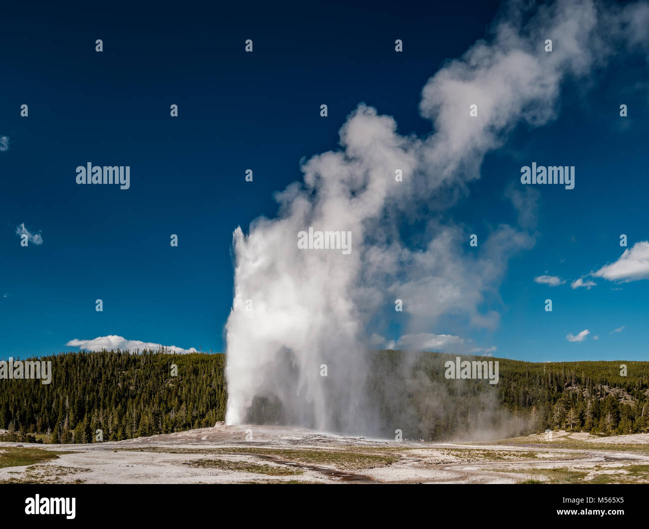 Old Faithful geyser in Yellowstone National Park Stock Photo - Alamy