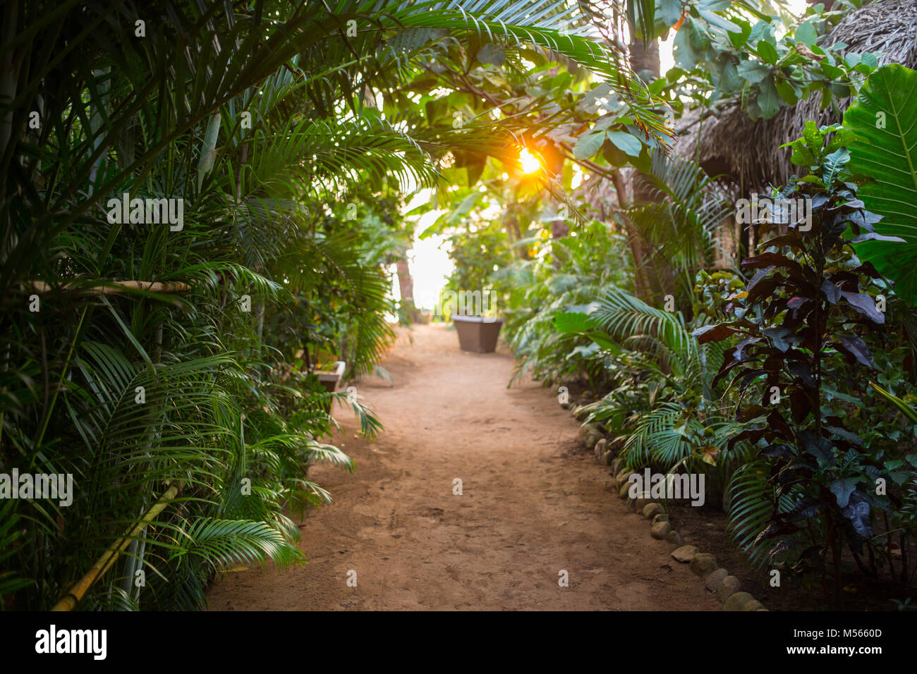 Sunset through palm trees hi-res stock photography and images - Alamy