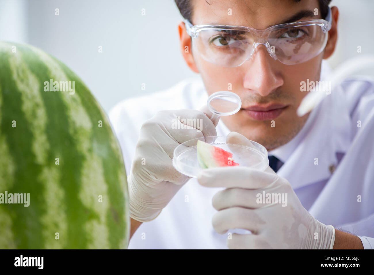 Scientist testing watermelon in lab Stock Photo - Alamy