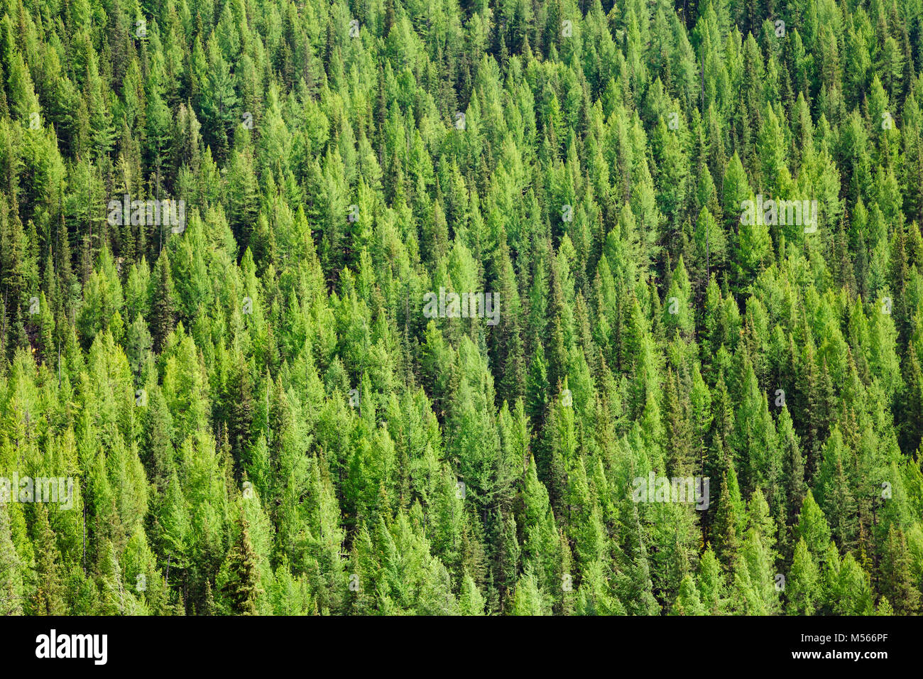 Aerial view of Larches at Taiga boreal forest in Altai Mountains of Western Mongolia Stock Photo