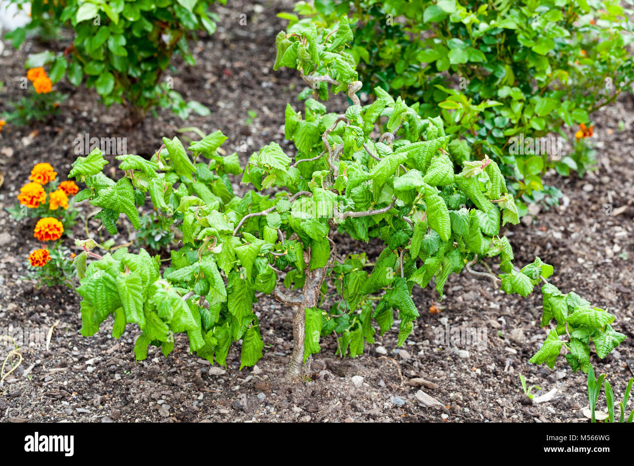 Harry Lauder’s walking stick, Ormhassel (Corylus avellana contorta) Stock Photo