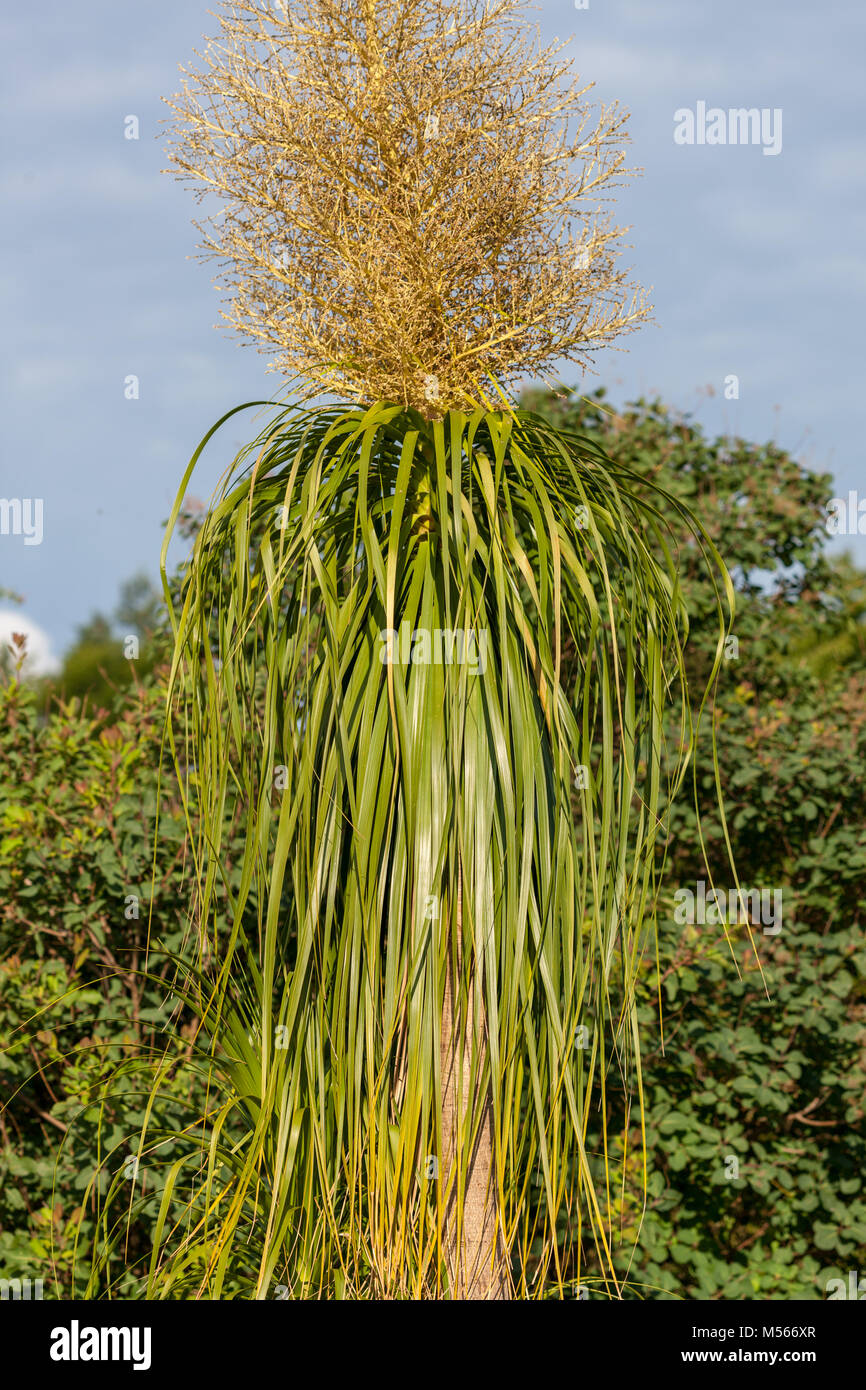 Ponytail Palm, Flasklilja (Beaucarnea Recurvata) Stock Photo