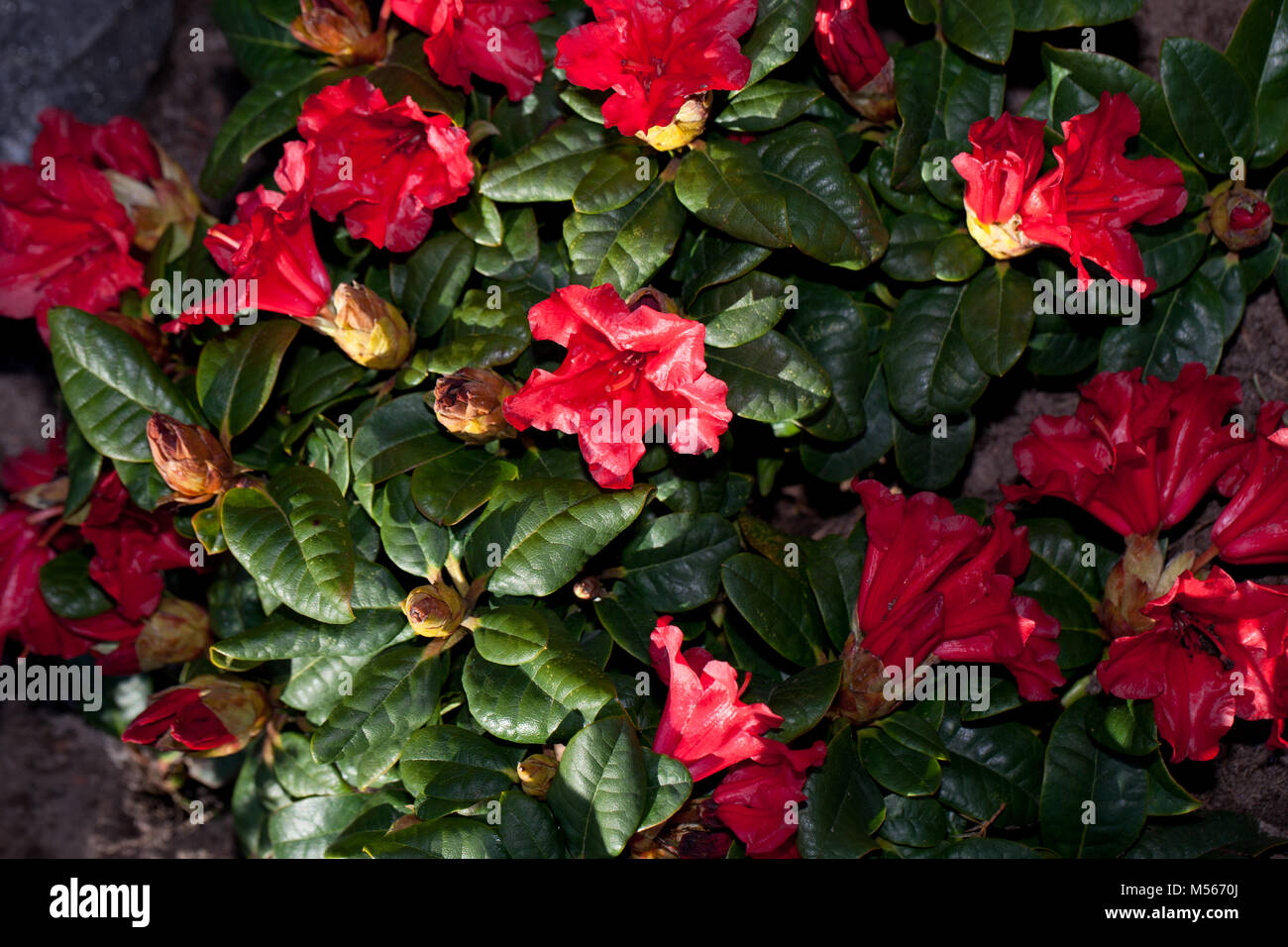 'Scarlet Wonder' Hybrid rhododendron, Hybrid rhododendron (Rhododendron repens) Stock Photo