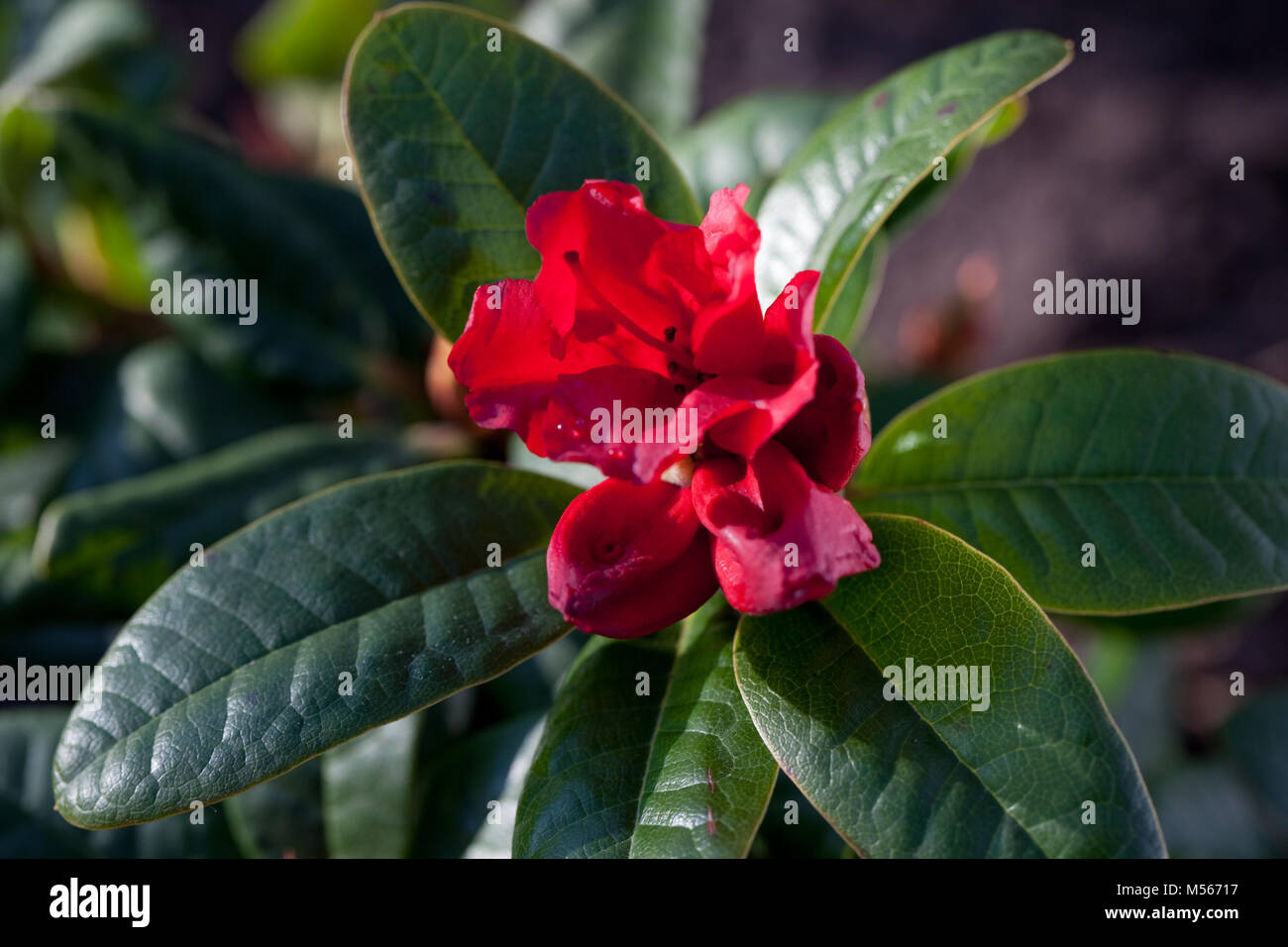'Scarlet Wonder' Hybrid rhododendron, Hybrid rhododendron (Rhododendron repens) Stock Photo