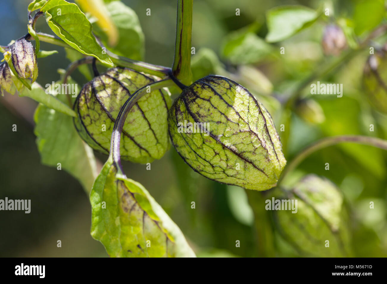 Mexican husk tomato, Tomatillo (Physalis philadelphica) Stock Photo