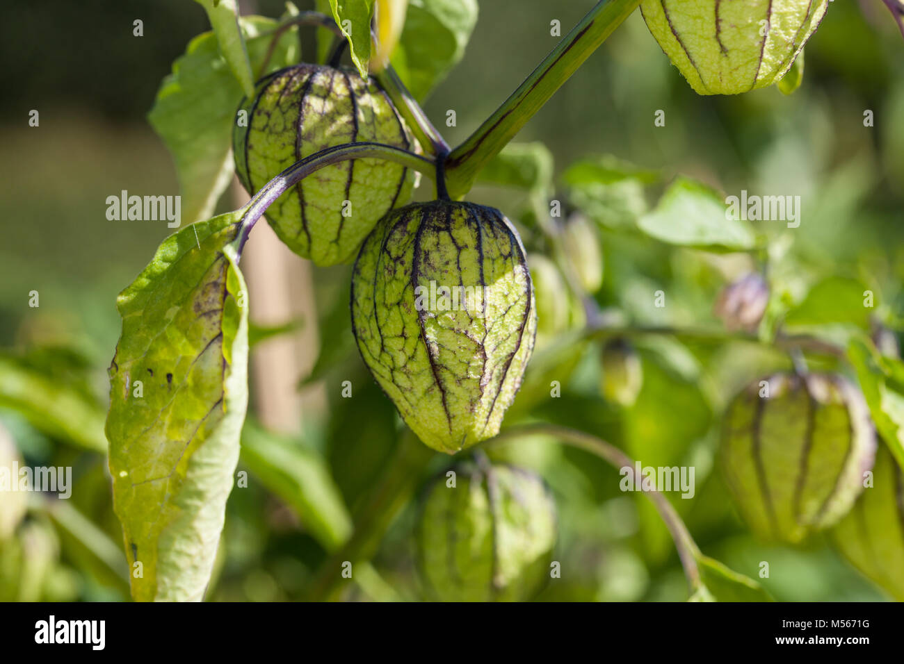 Mexican husk tomato, Tomatillo (Physalis philadelphica) Stock Photo