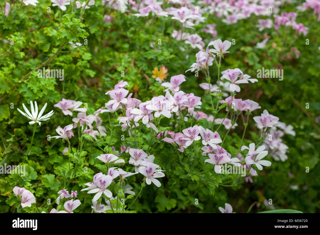 'Prince of Orange' Citronella Plant, Apelsinpelargon (Pelargonium x citrosmum) Stock Photo