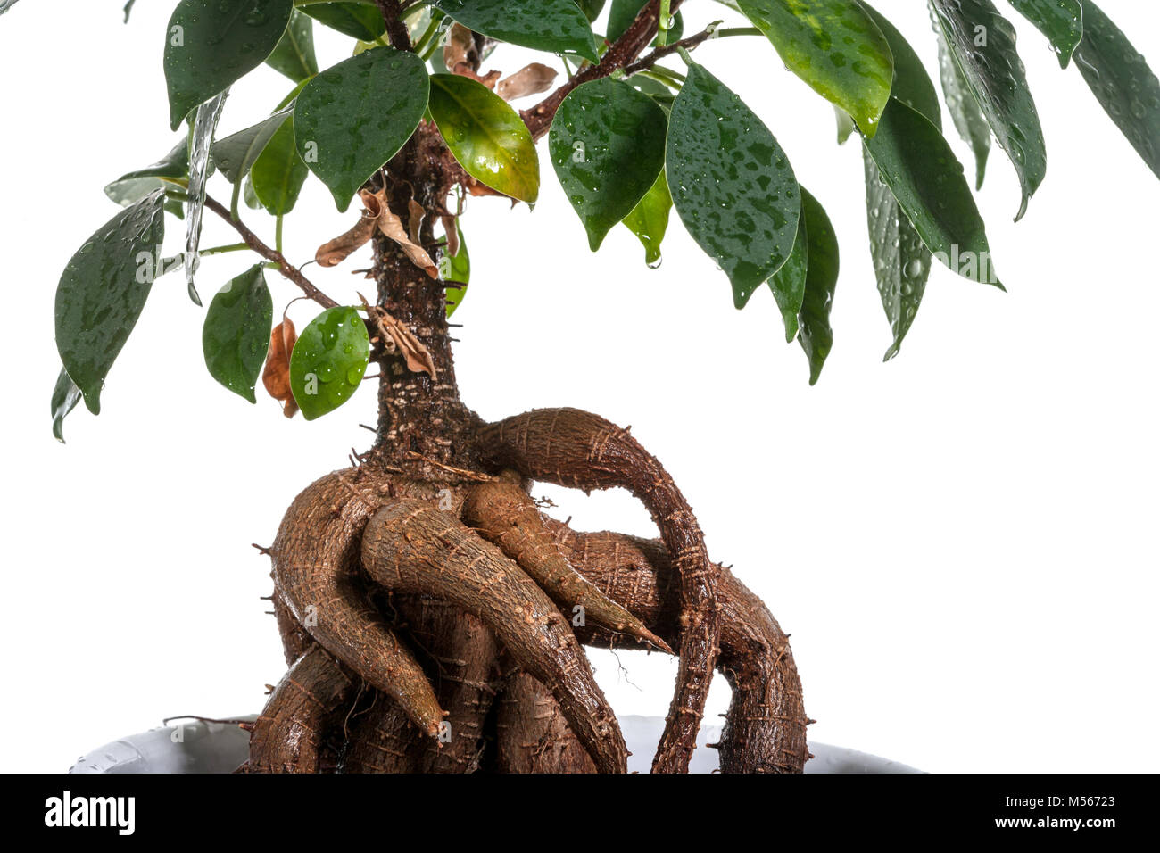 Ficus ginseng, Bonsai ficus (Ficus retusa) Stock Photo