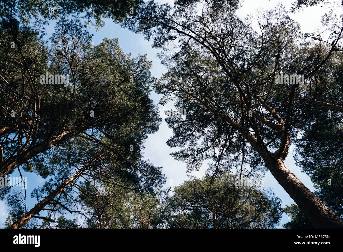 Forest low angle view hi-res stock photography and images - Alamy