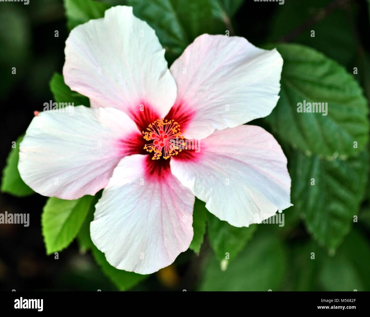 Pink Hibiscus in Portugal. Stock Photo