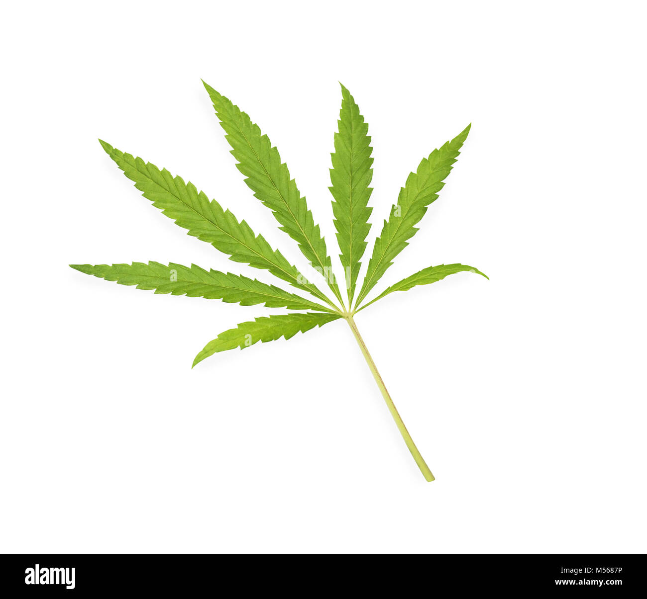 Cannabis leaf, marijuana isolated over white background Stock Photo