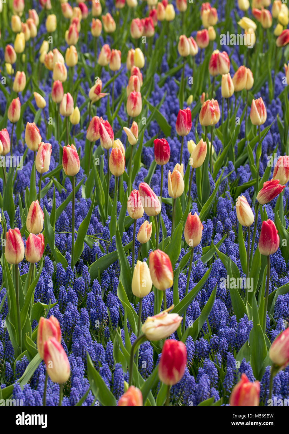 colorful tulips and grape hyacinth blooming in a garden Stock Photo - Alamy