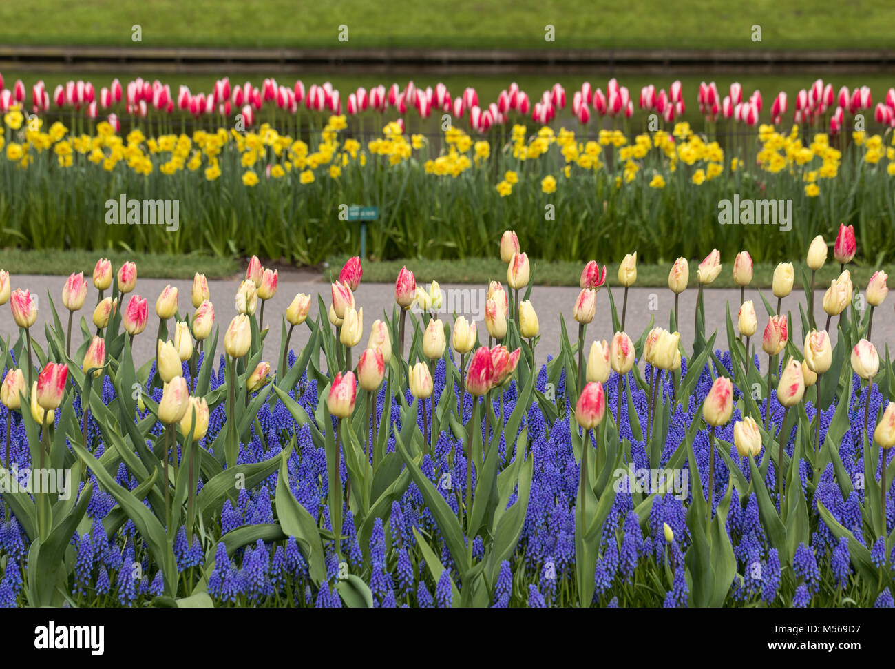 colorful tulips and grape hyacinth blooming in a garden Stock Photo - Alamy