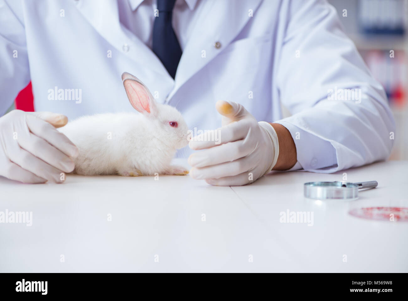 Vet doctor examining rabbit in pet hospital Stock Photo - Alamy