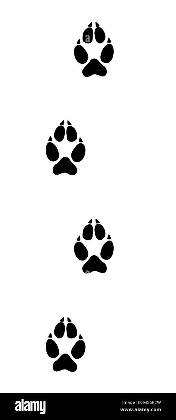 Wolf tracks. Typical footprints of wolves - black icon illustration on white background. Stock Photo
