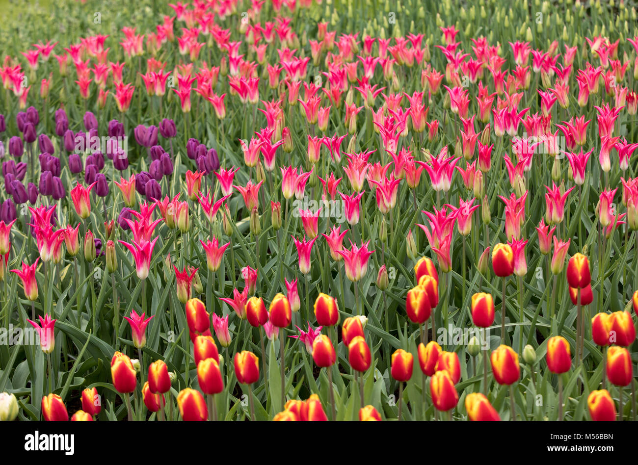 colorful tulips flowers blooming in a garden Stock Photo - Alamy