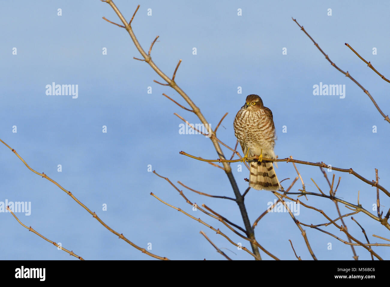 Juvenile Eurasian sparrowhawk Stock Photo - Alamy