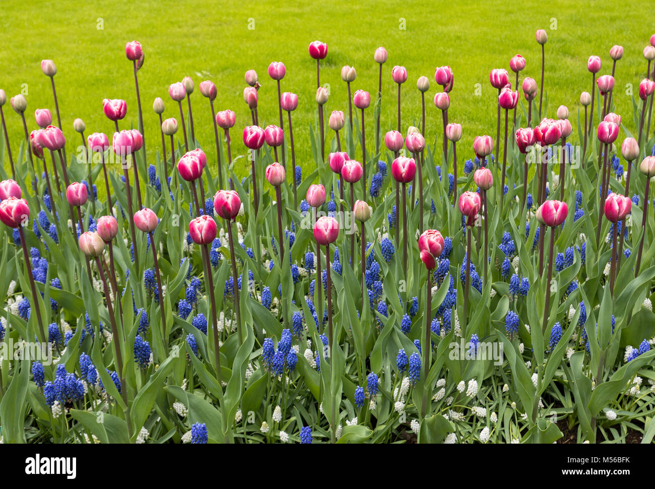 colorful tulips and blue hyacinth blooming in a garden Stock Photo - Alamy
