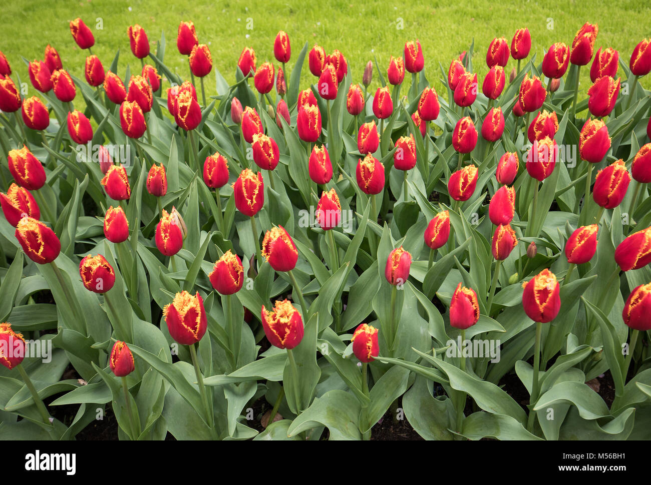 red tulips flowers blooming in a garden Stock Photo - Alamy