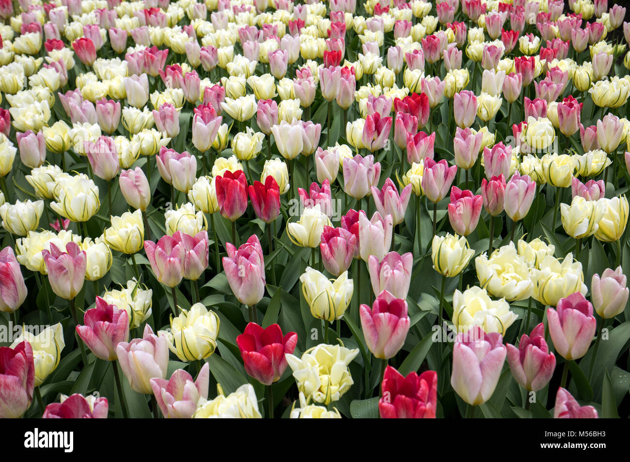 colorful tulips flowers blooming in a garden Stock Photo - Alamy