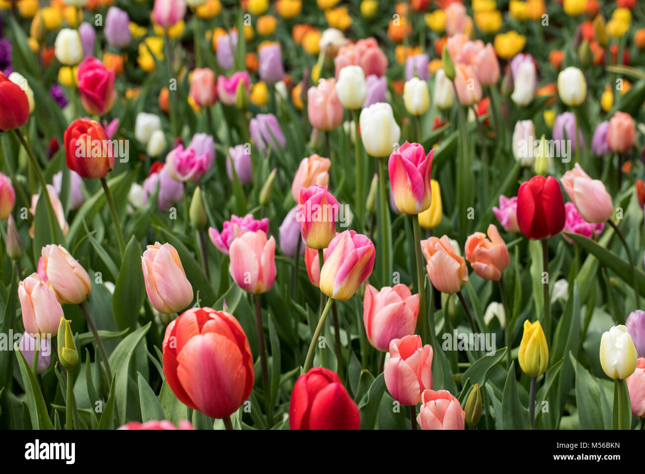 colorful tulips flowers blooming in a garden Stock Photo - Alamy
