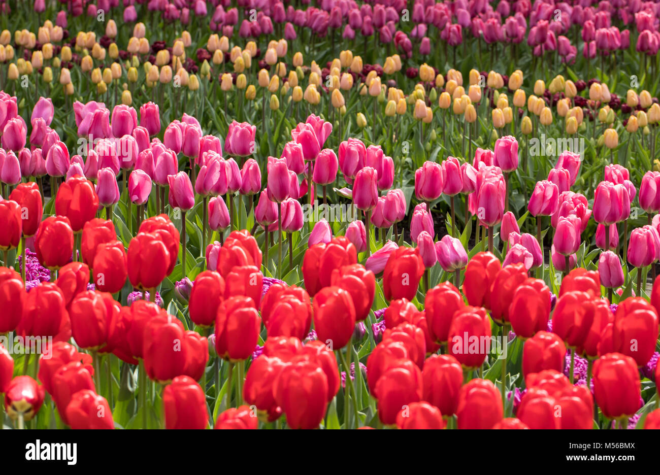 colorful tulips flowers blooming in a garden Stock Photo - Alamy