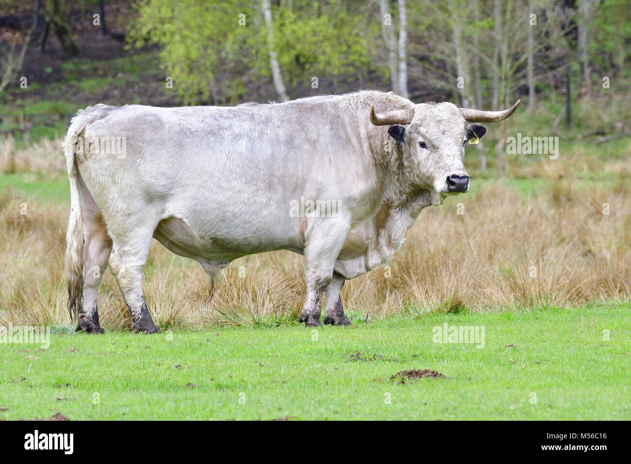 White Park cattle Stock Photo Alamy