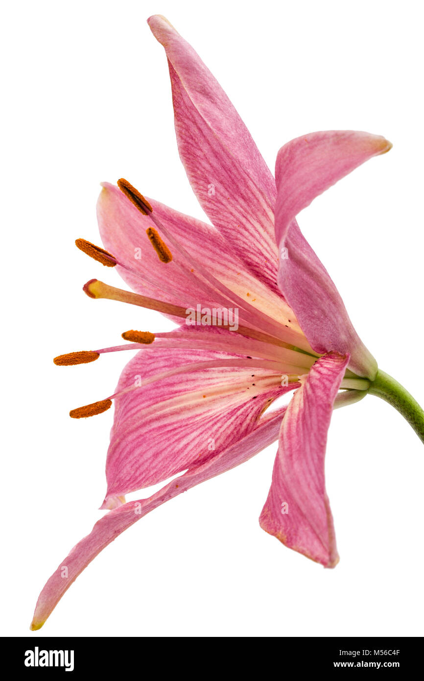 Flower of a pink lily, isolated on white background Stock Photo - Alamy