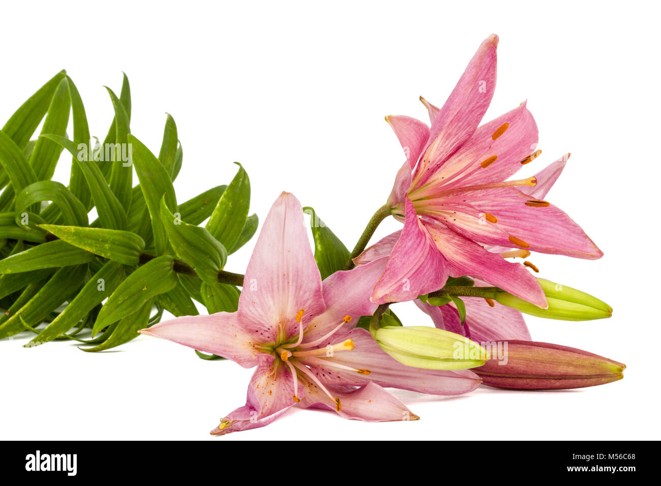 Flower of a pink lily, isolated on white background Stock Photo - Alamy