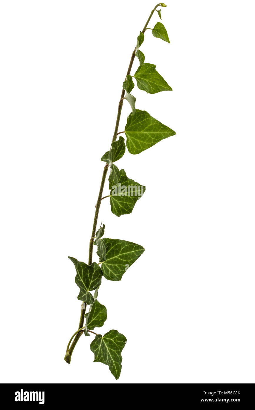 Green Ivy branch, isolated on white background Stock Photo Alamy