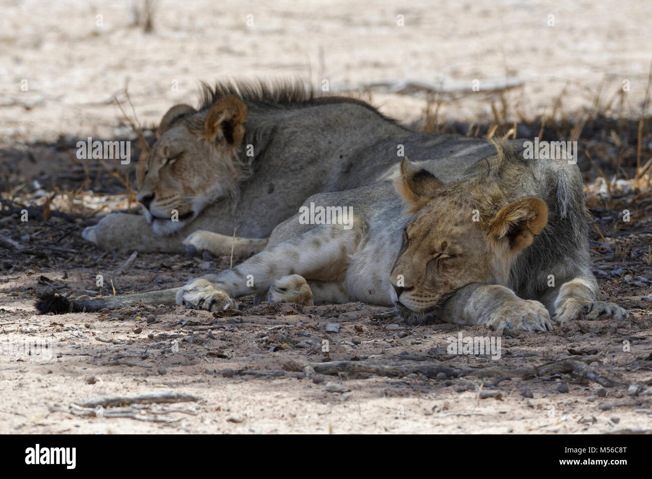 Black-maned lions (Panthera leo), two young males lions sleeping in the shade, Kgalagadi Transfrontier Park, Northern Cape, South Africa, Africa Stock Photo