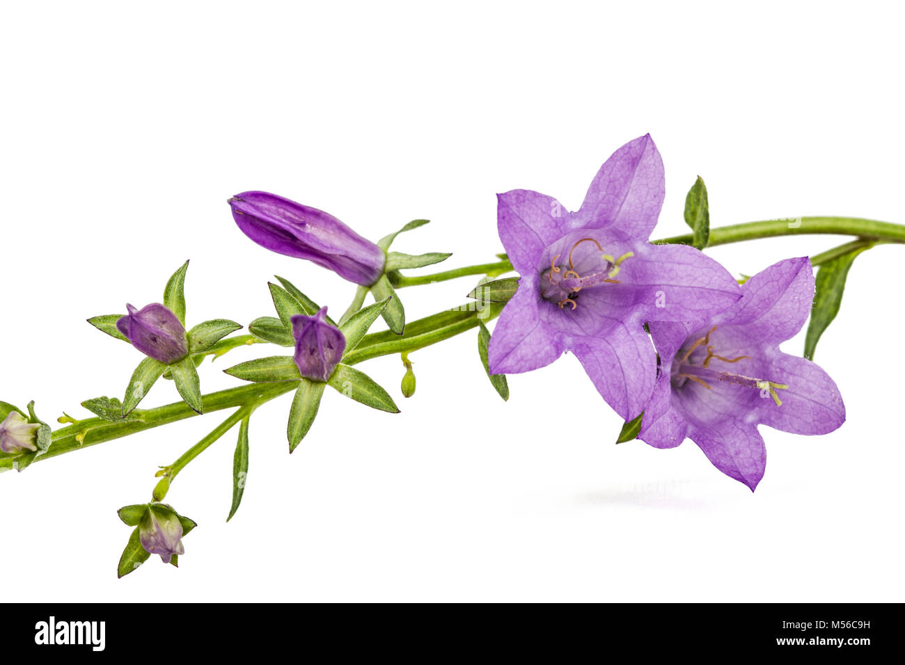 Violet flower of Campanula, isolated on white background Stock Photo