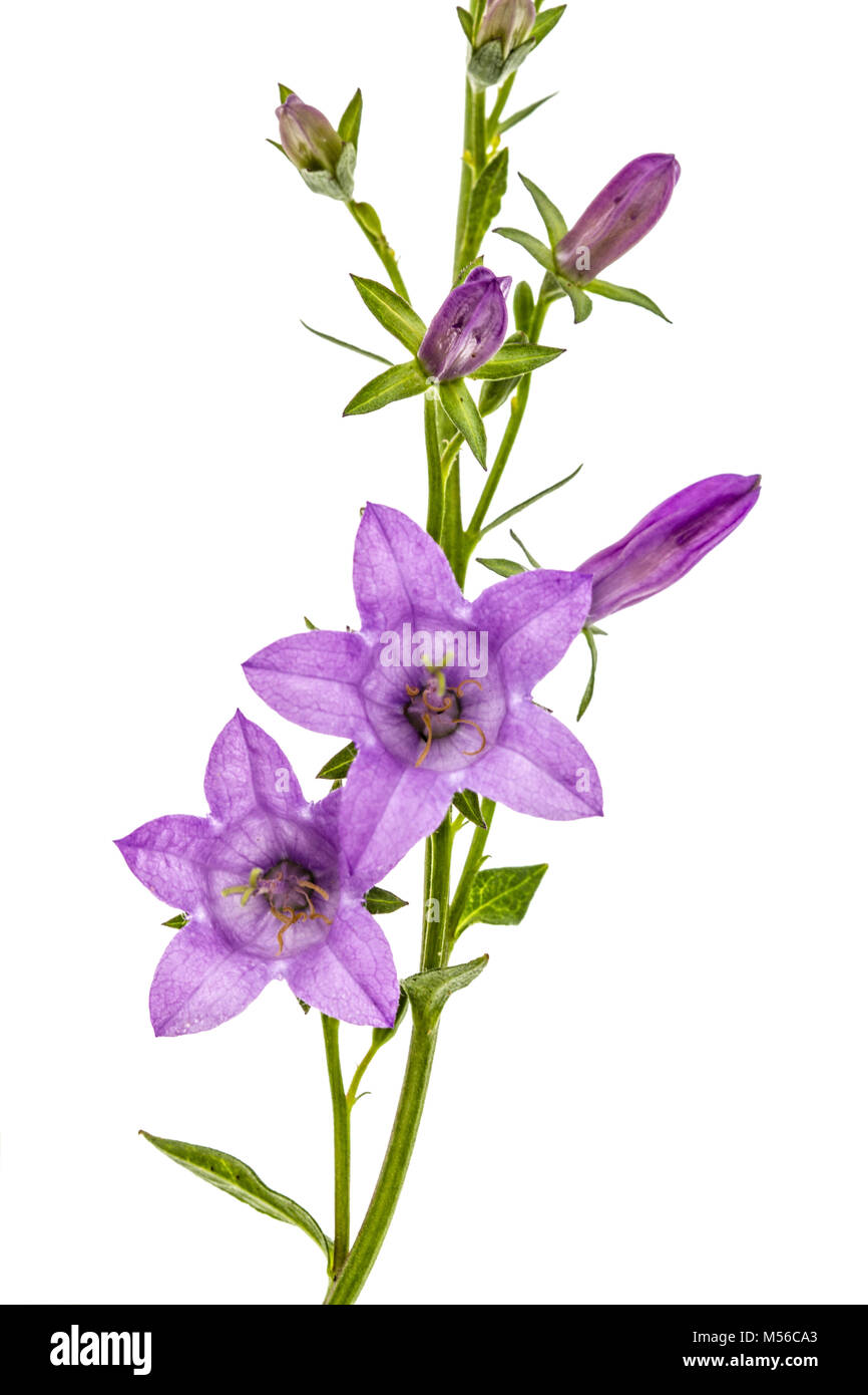Violet flower of Campanula, isolated on white background Stock Photo