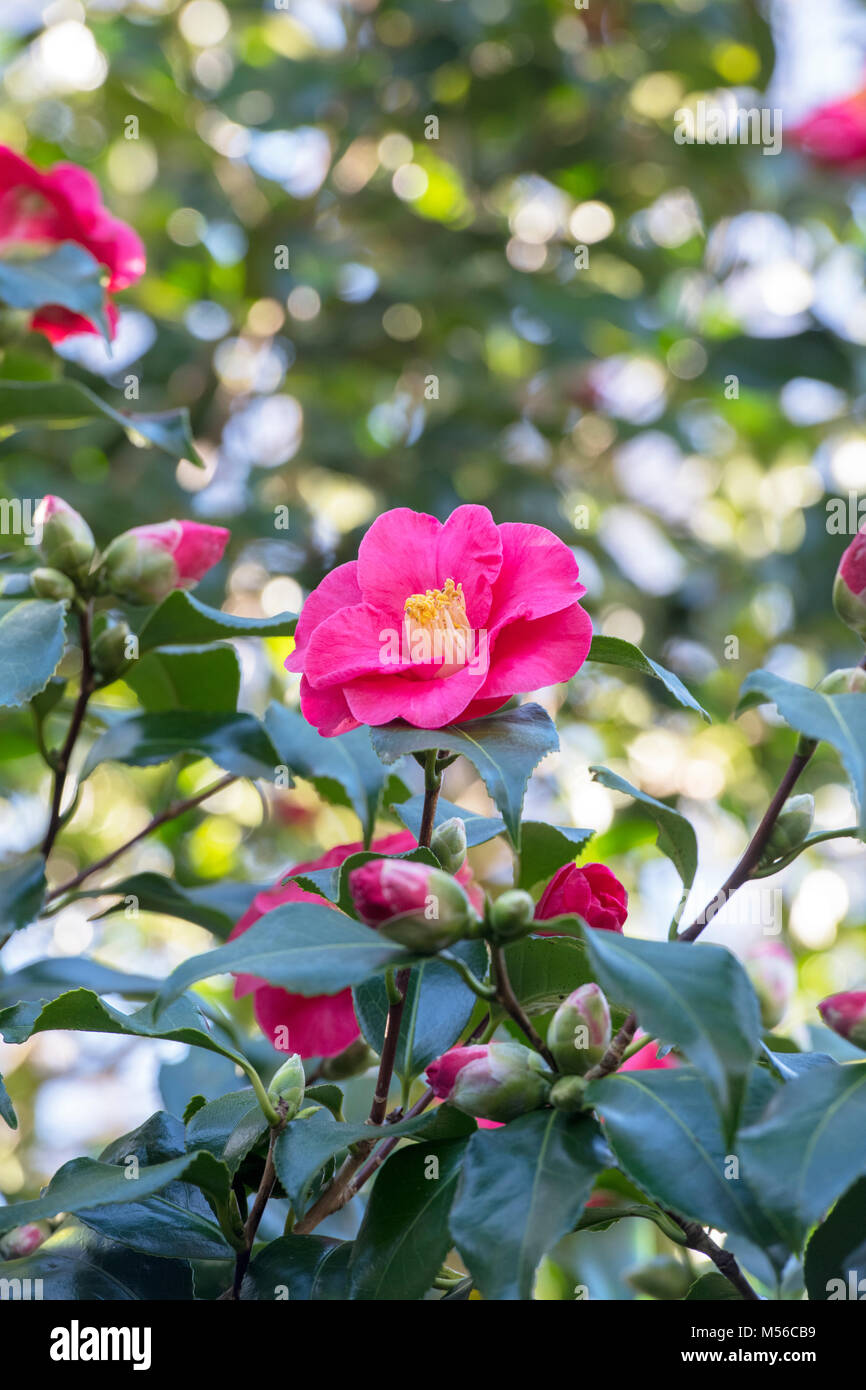 Camellia japonica ‘Lady de saumarez’ flowering in february. UK Stock Photo