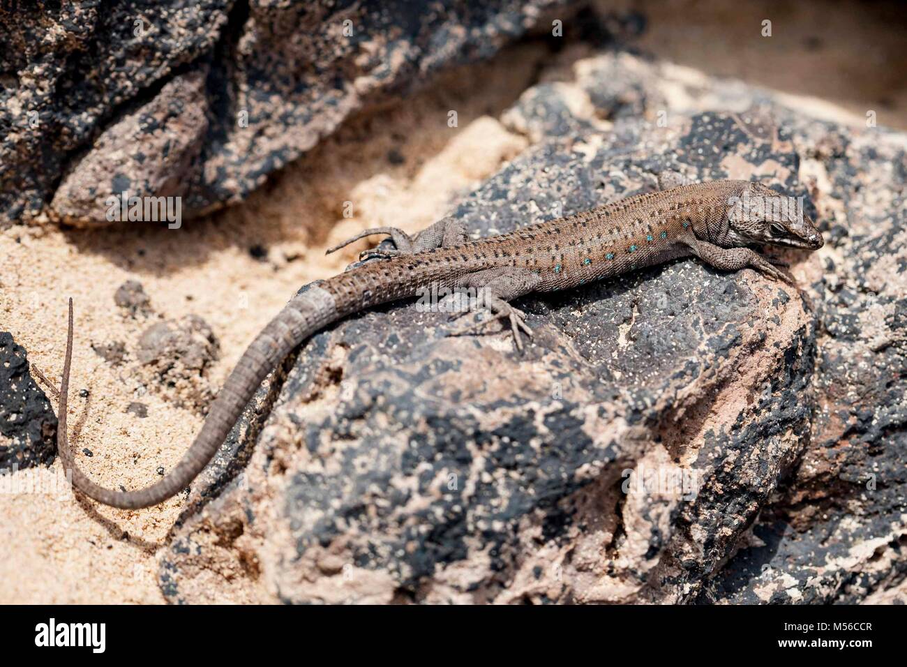 lizard on Lanzarote between lava stones Stock Photo - Alamy
