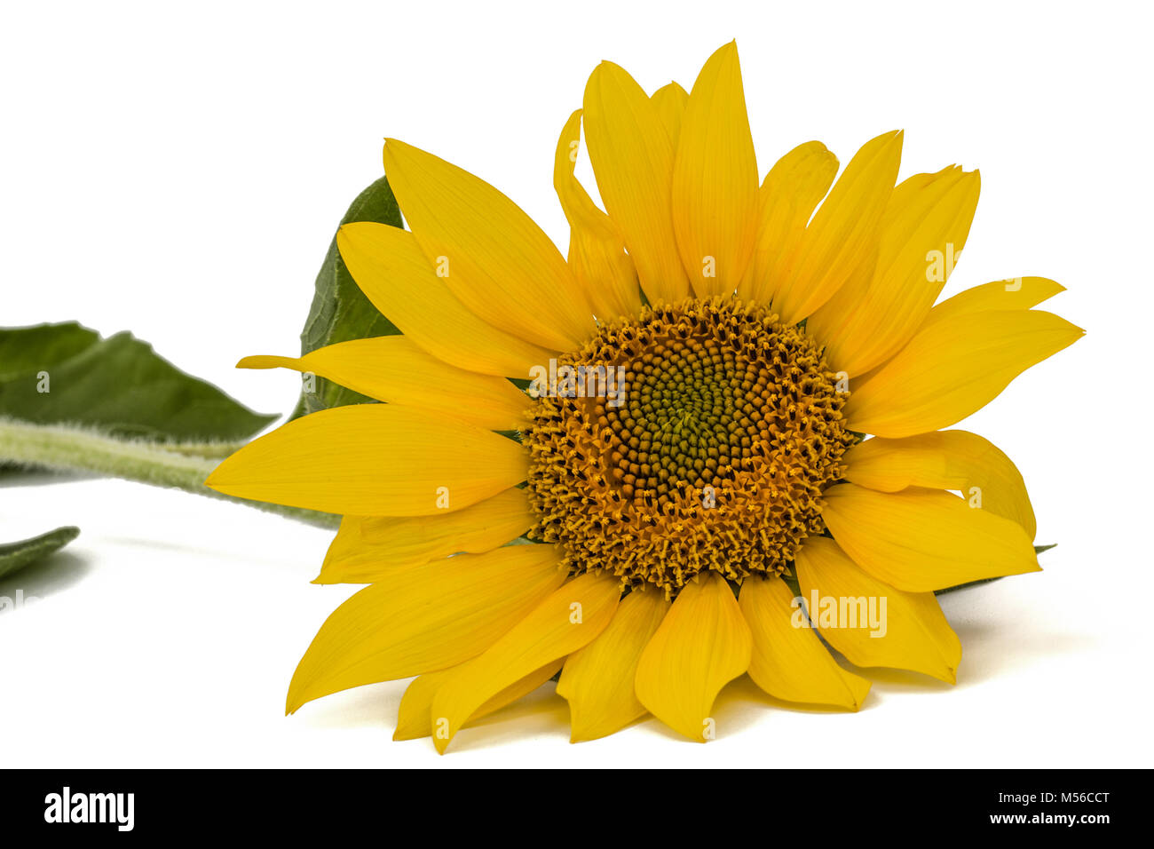 Sunflower isolated on white background Stock Photo - Alamy