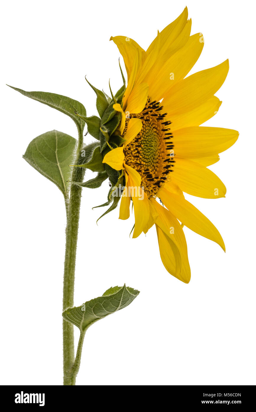 Sunflower isolated on white background Stock Photo - Alamy