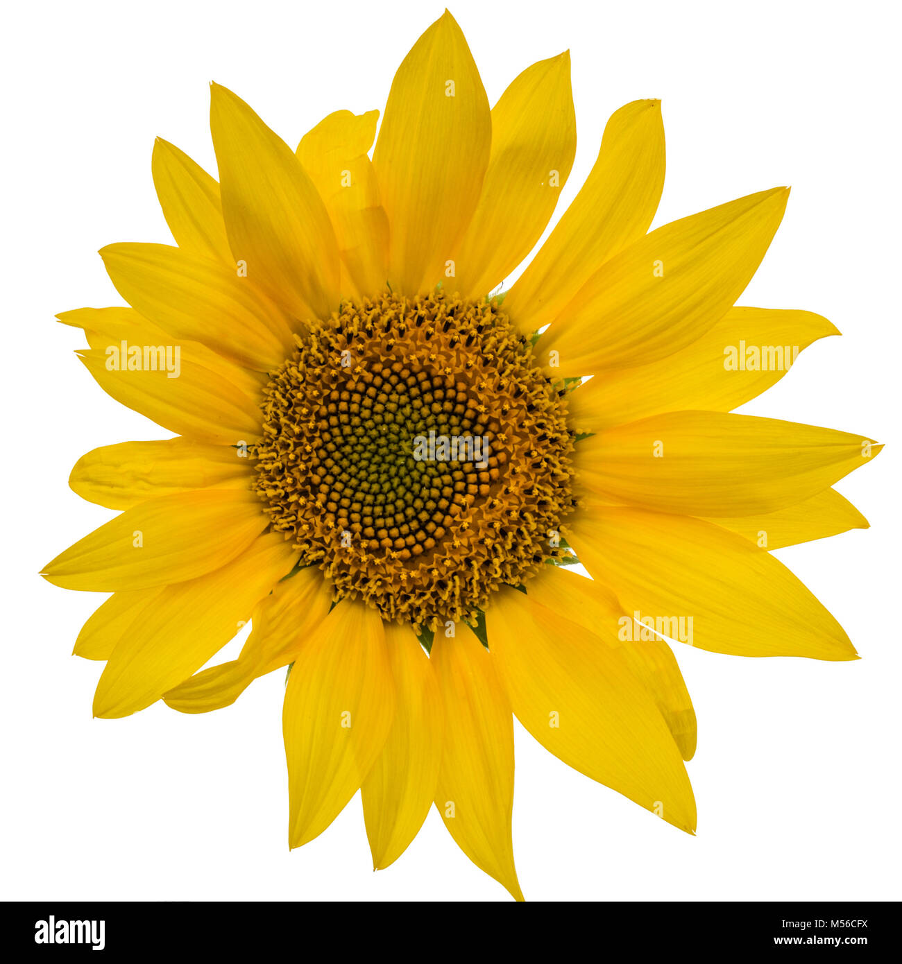 Sunflower isolated on white background Stock Photo - Alamy