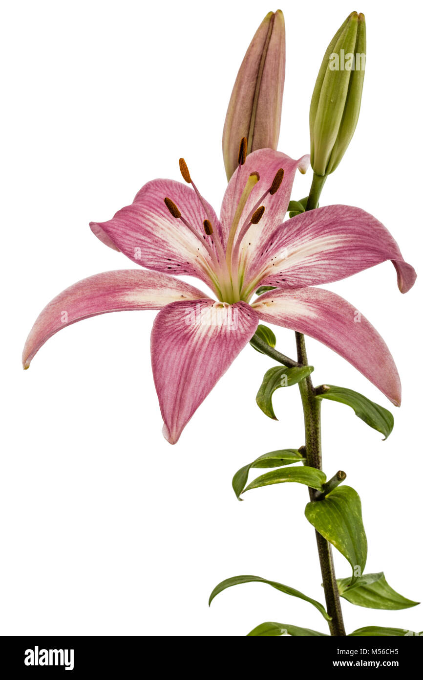 Flower of a pink lily, isolated on white background Stock Photo - Alamy