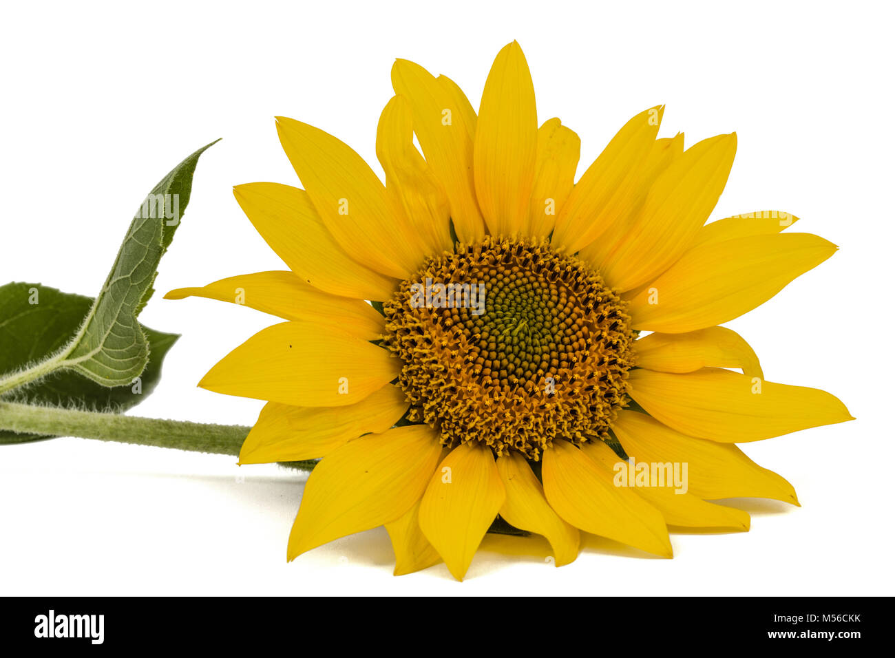 Sunflower isolated on white background Stock Photo - Alamy