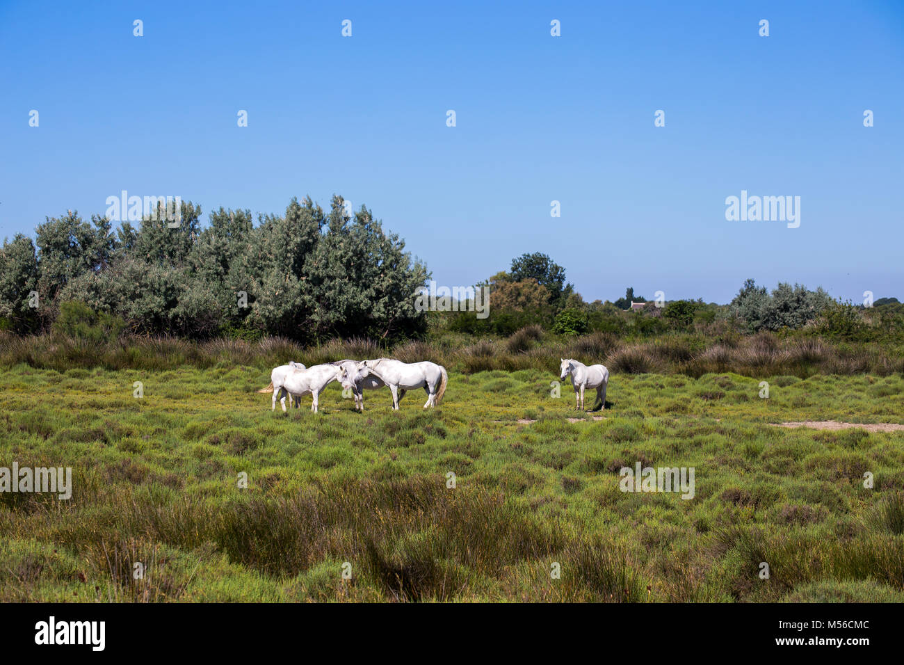 White wild horses of Camargue, France , Europe Stock Photo