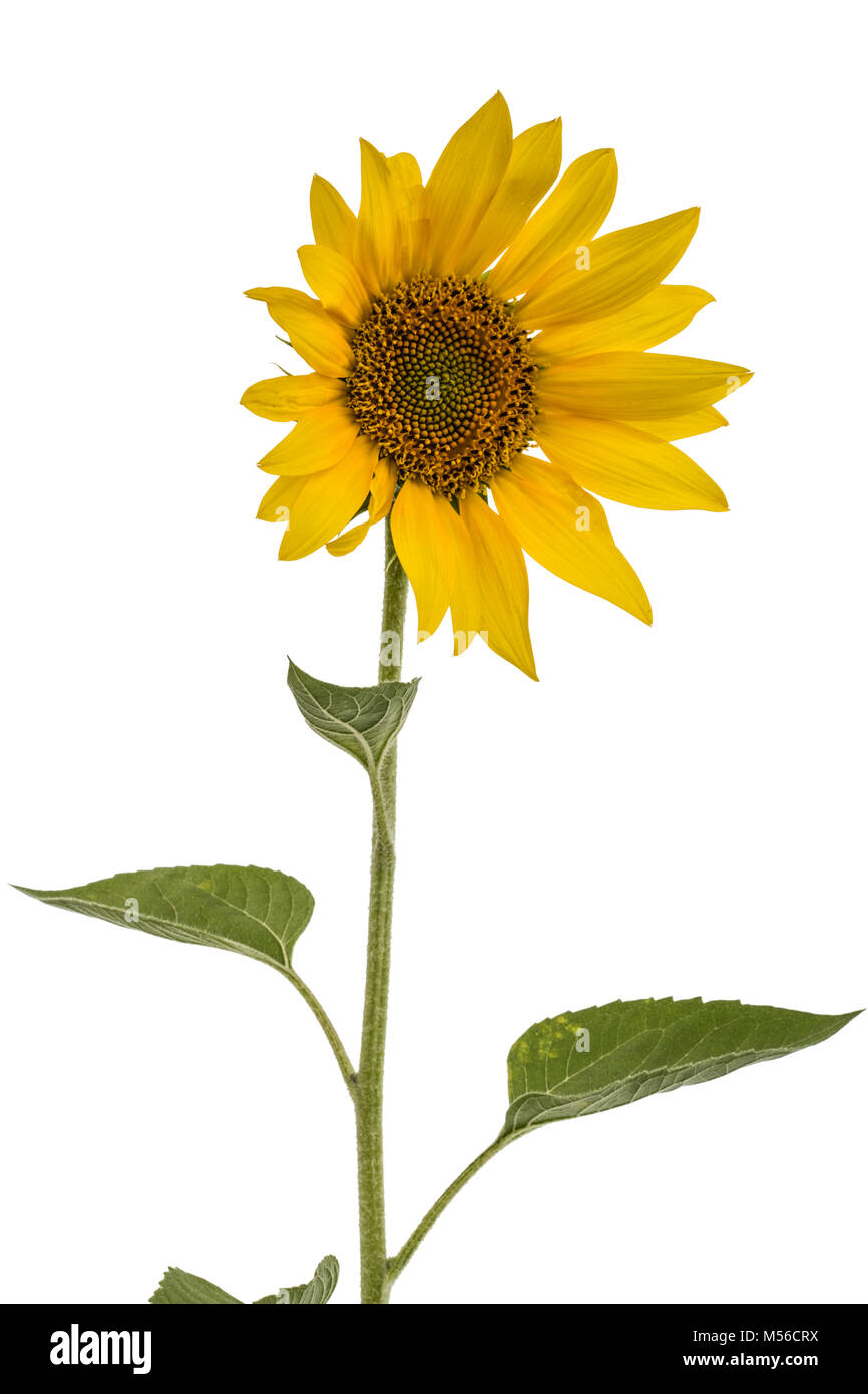 Sunflower isolated on white background Stock Photo - Alamy