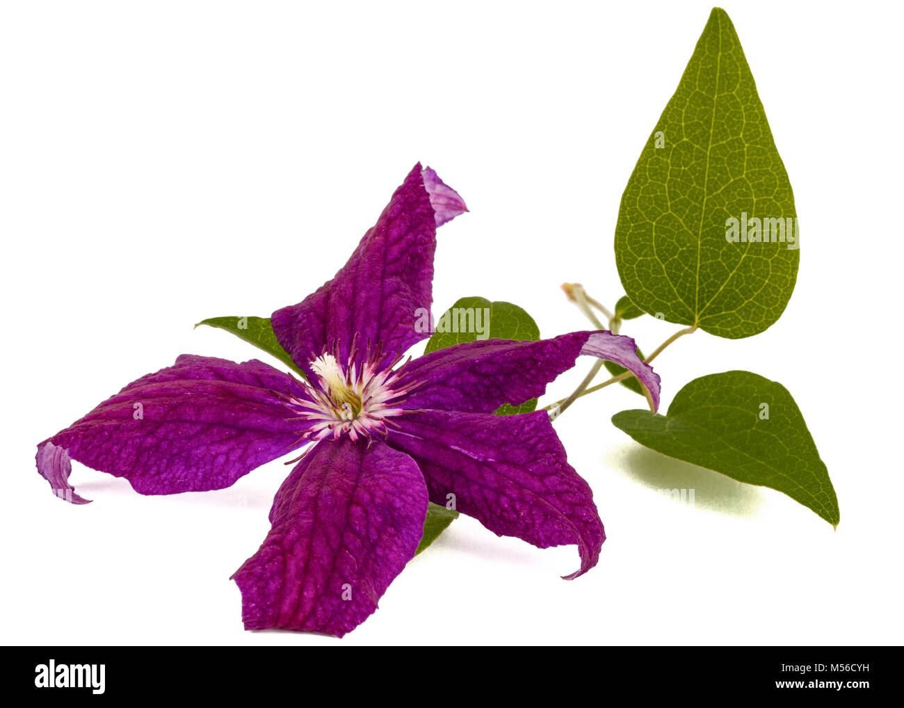Purple clematis flower, isolated on white background Stock Photo Alamy