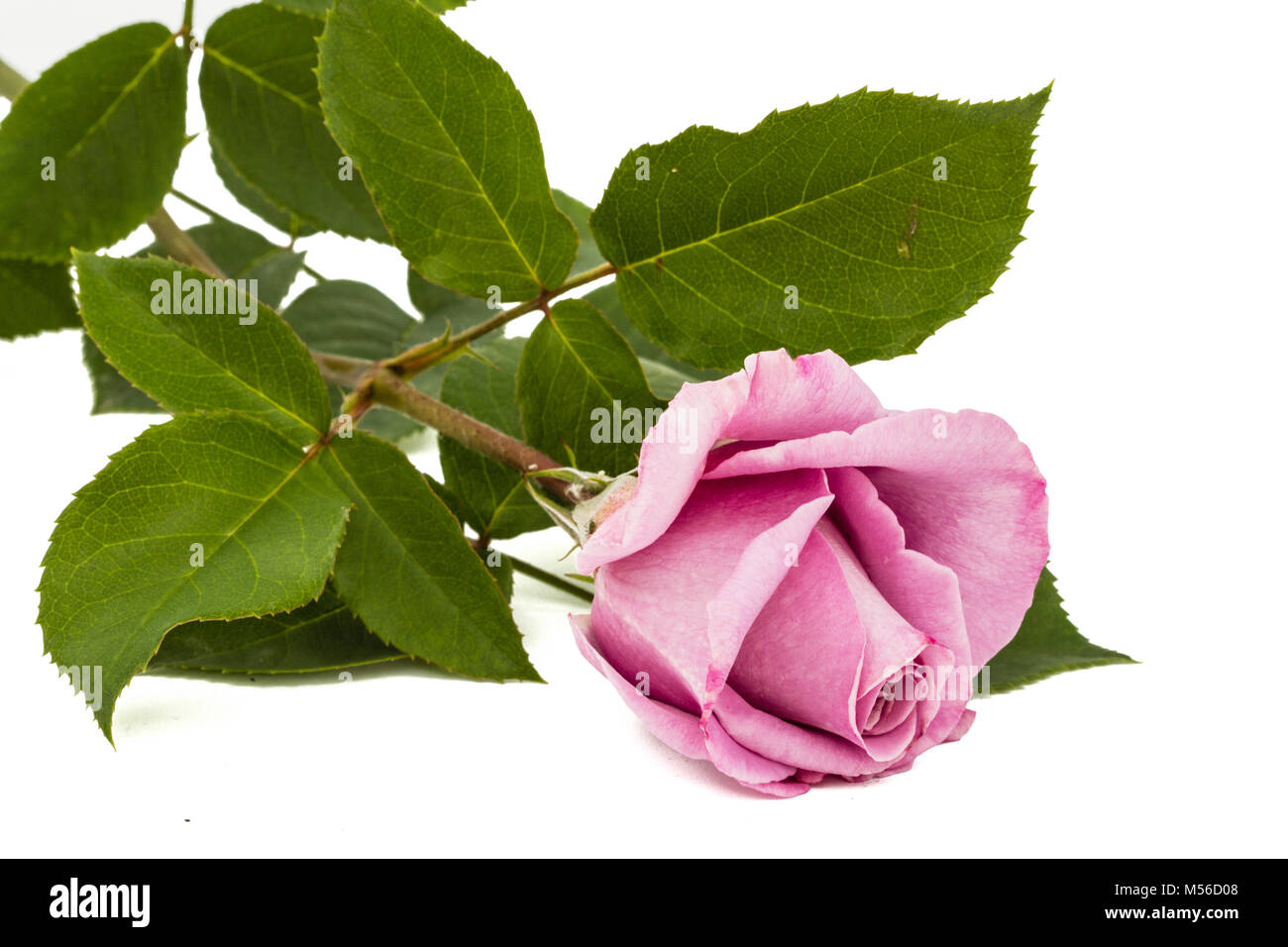 Beautiful flower of rose, isolated on white background Stock Photo - Alamy