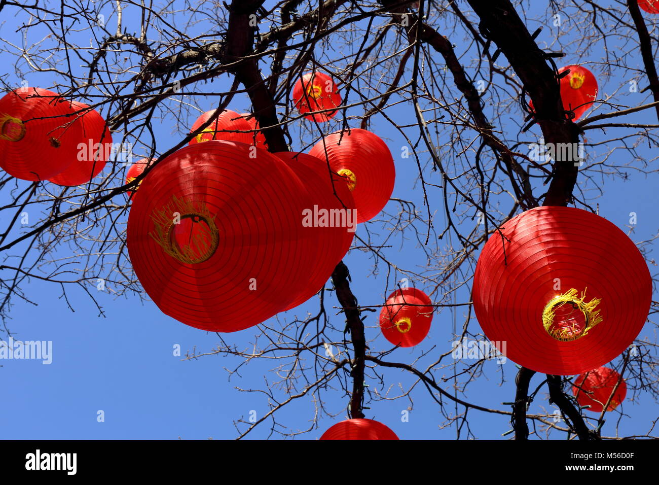 Colourful Chinese Lanterns suspended from tree in Liverpool to mark the
