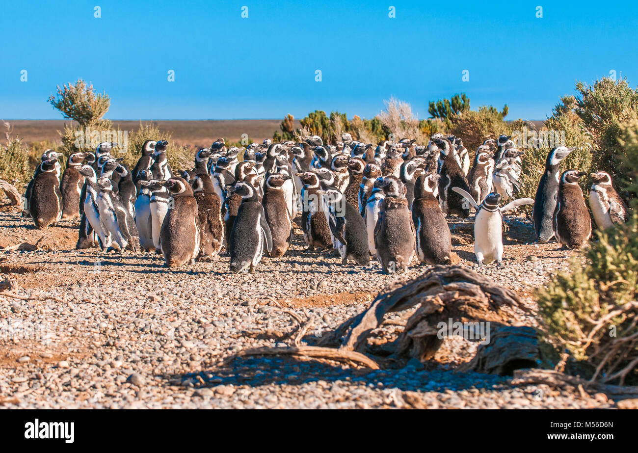 Magellanic penguins in Patagonia, Argentina Stock Photo