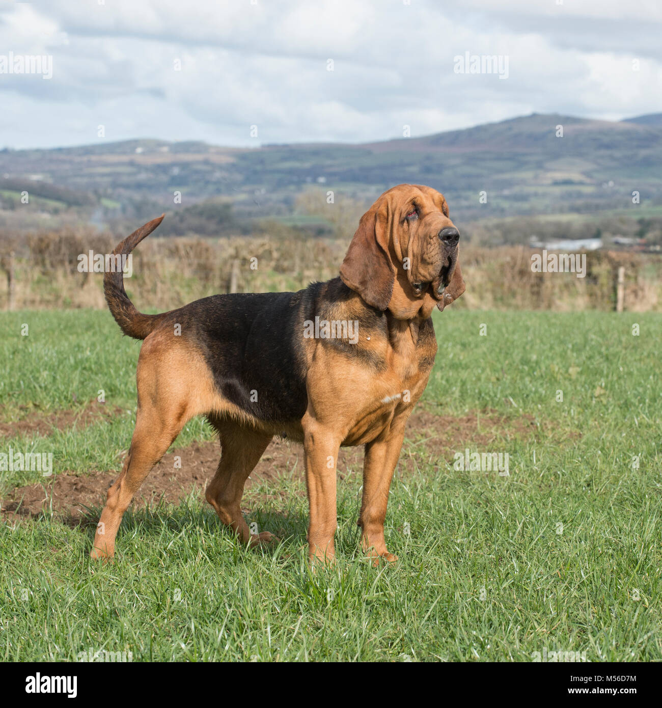 bloodhound Stock Photo - Alamy