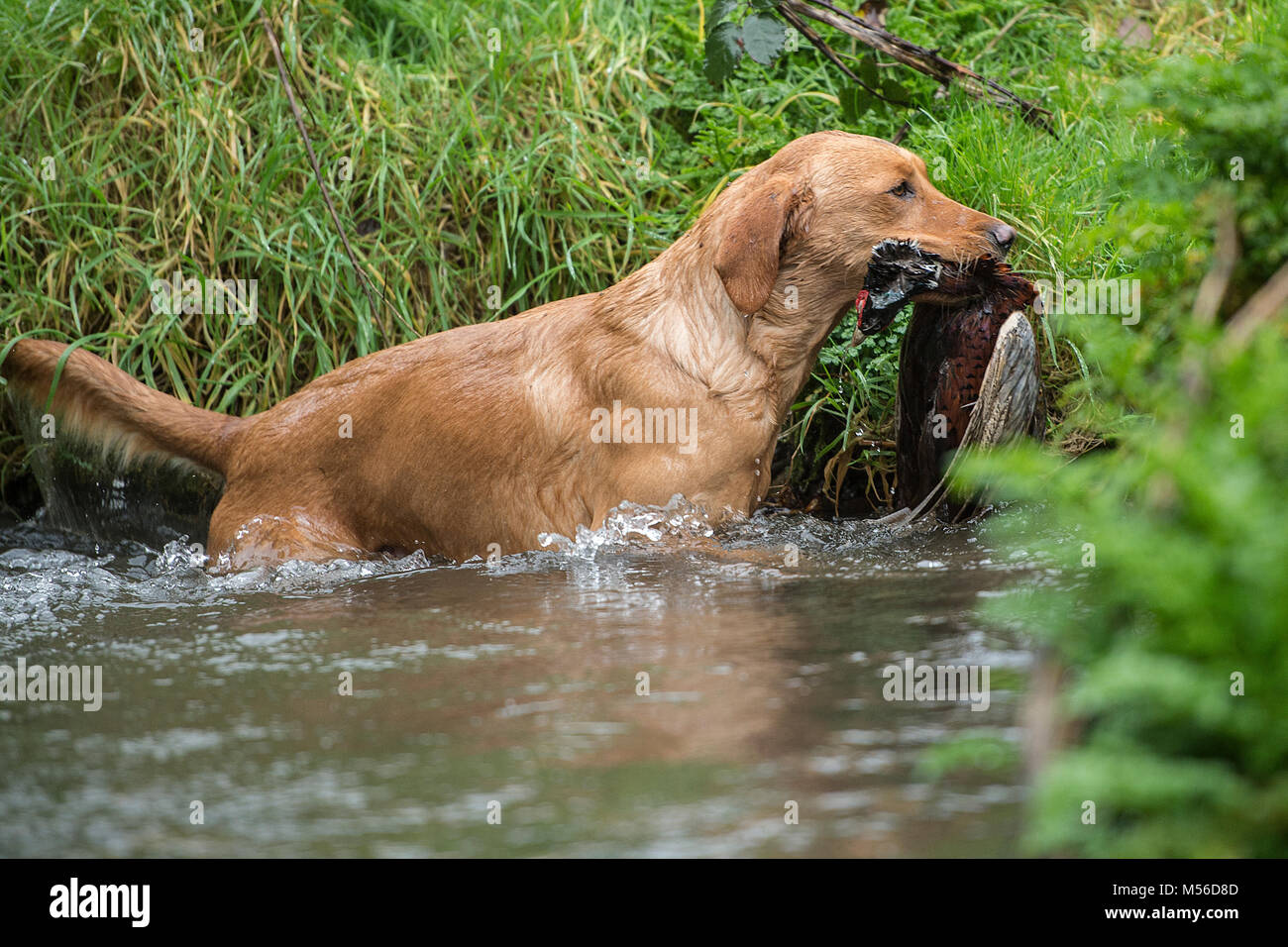 golden retriever retrieving shot pheasant from water Stock Photo