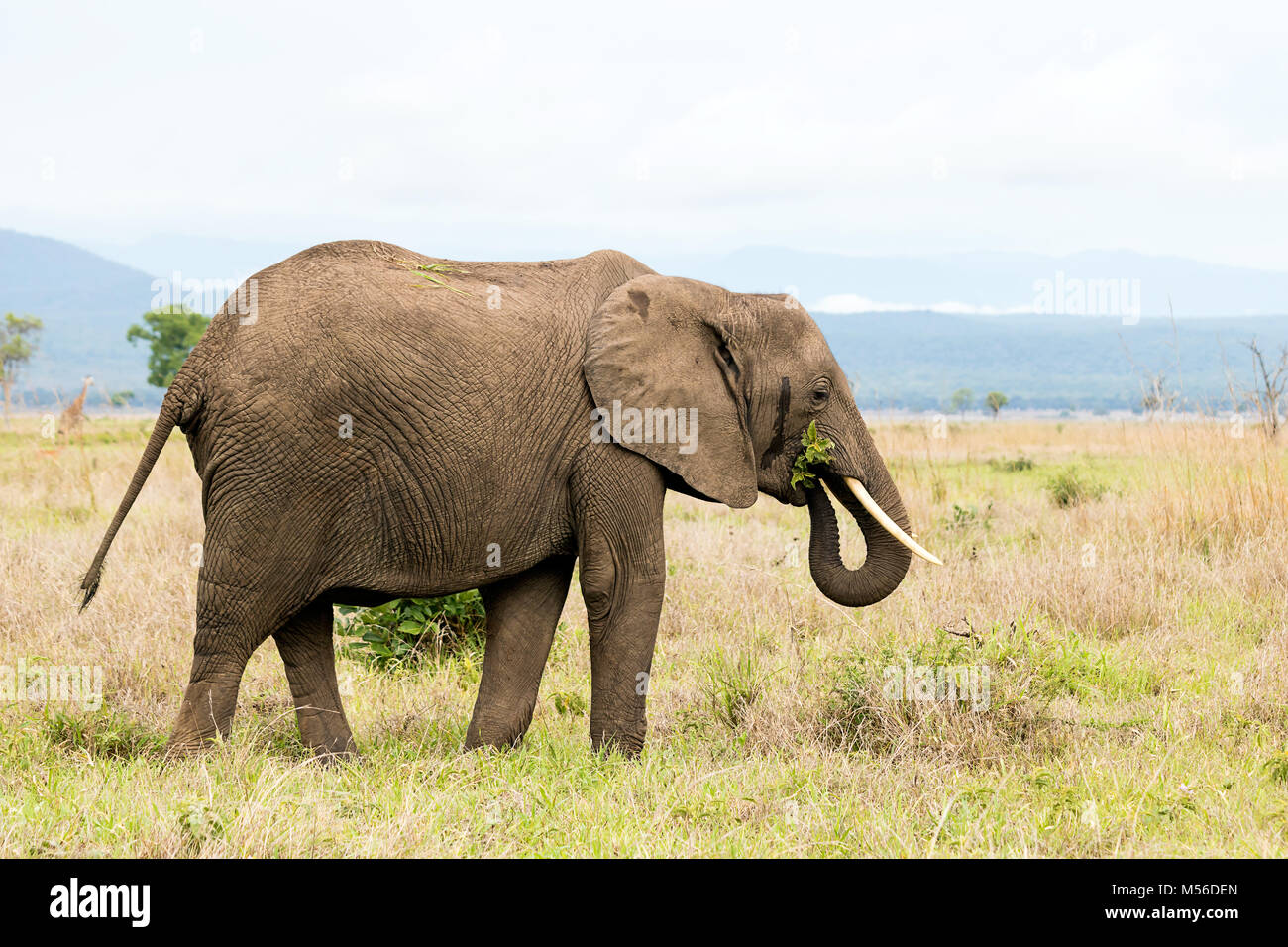African elephant in the savanna Stock Photo - Alamy